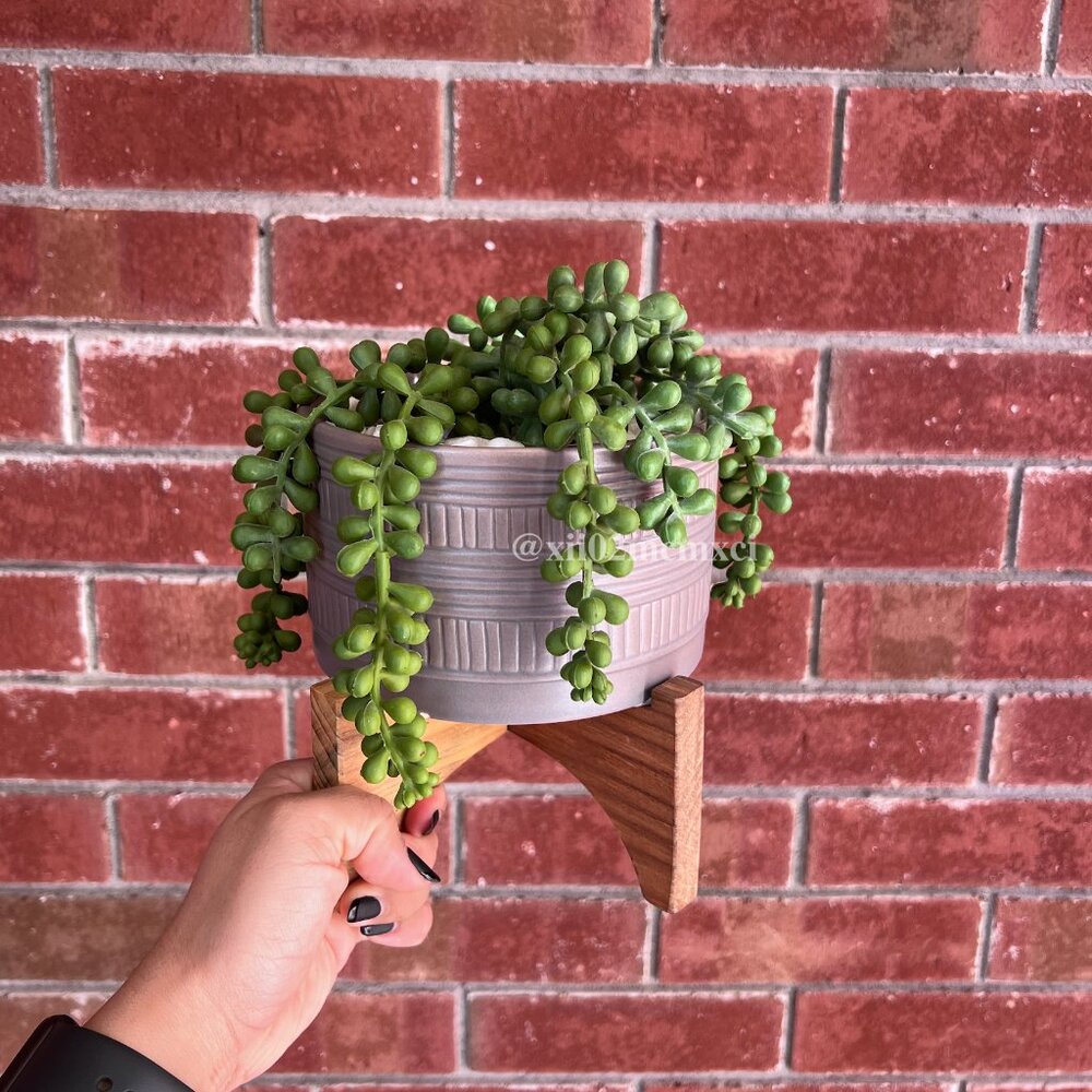 TJ MAXX FAUX PLANT